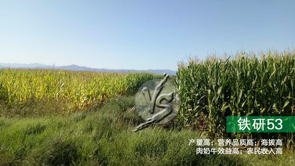 铁研53与别的玉米品种对比