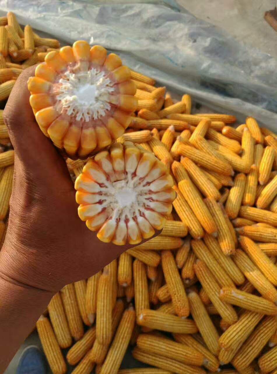 高淀粉玉米佳玉538