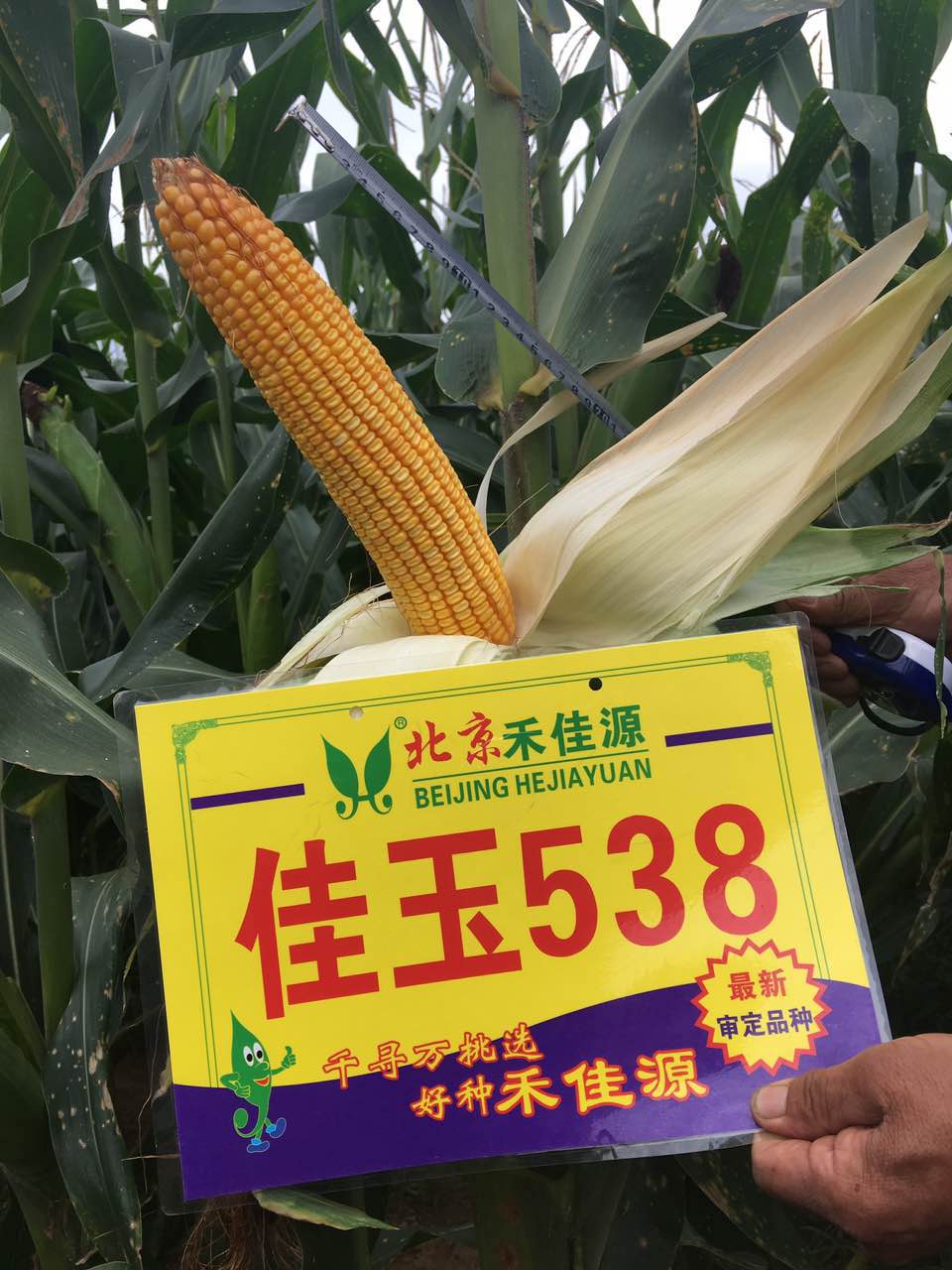 佳玉538