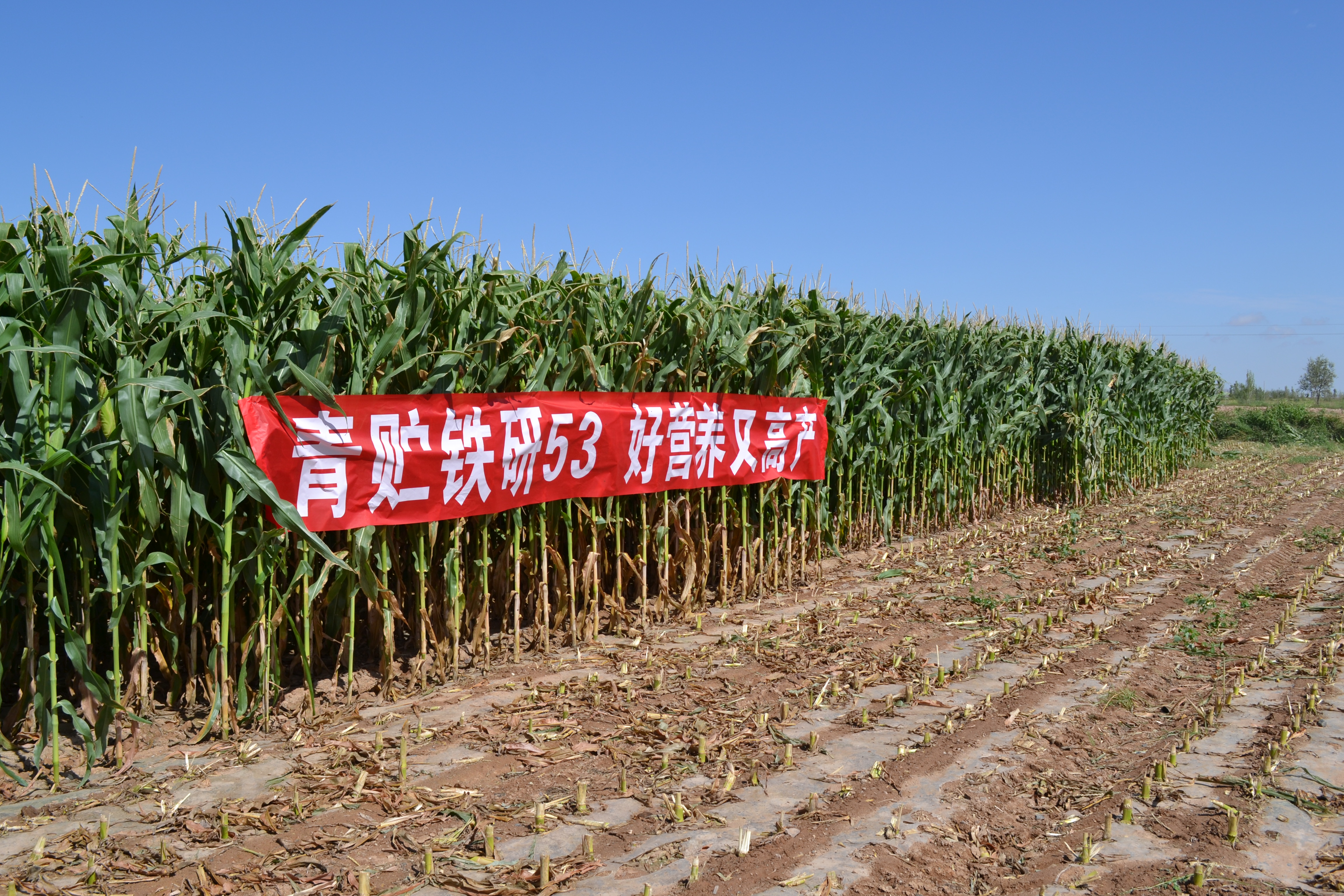 粮饲兼用玉米