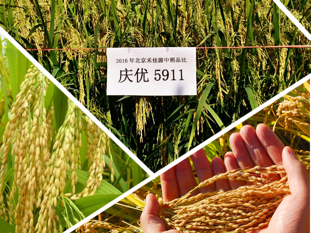 北京禾佳源水稻种子 北京禾佳源水稻种子